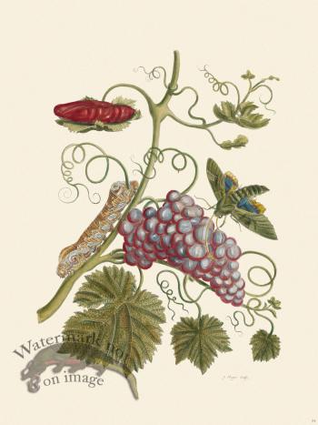 Merian Metamorphosis 34